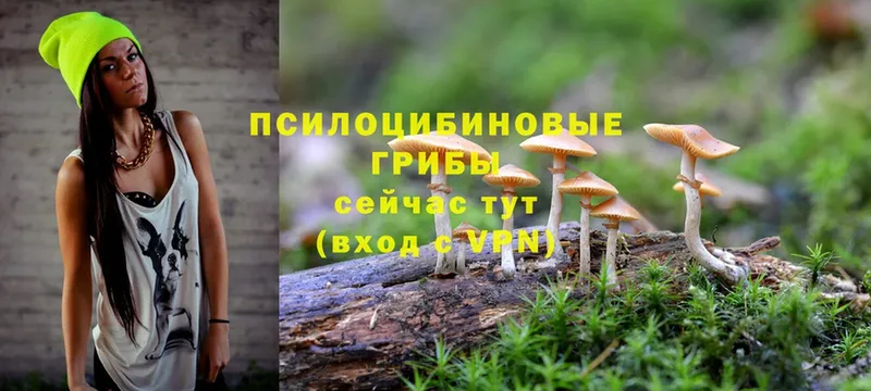 Галлюциногенные грибы Psilocybine cubensis  Кандалакша 